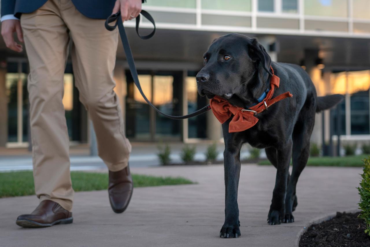 Peppers Silo Hotel Launceston Kültér fotó A service dog